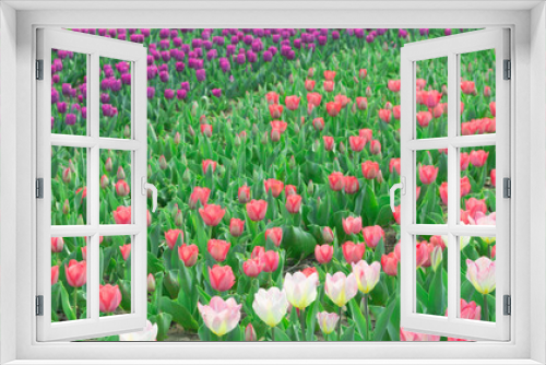 Fototapeta Naklejka Na Ścianę Okno 3D - seamless background with tulips