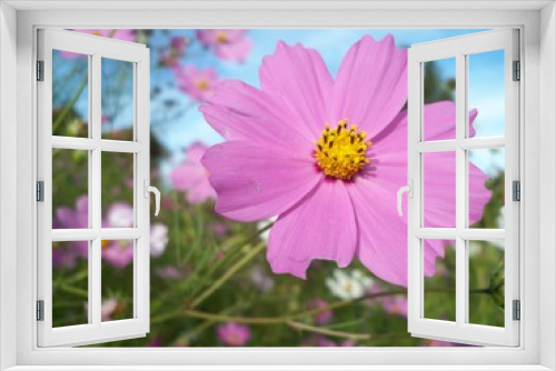 Fototapeta Naklejka Na Ścianę Okno 3D - Cosmo flower