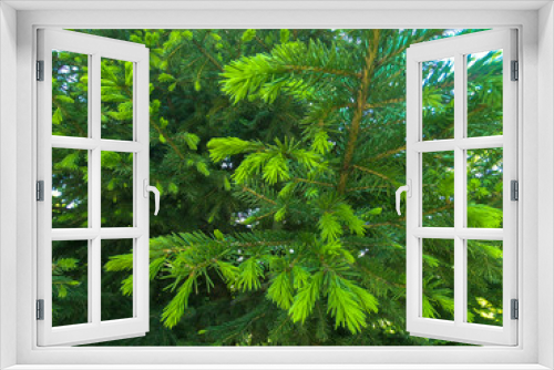 Fototapeta Naklejka Na Ścianę Okno 3D - Christmas tree with young bright green tips. Young fir buds. Natural evergreen background.