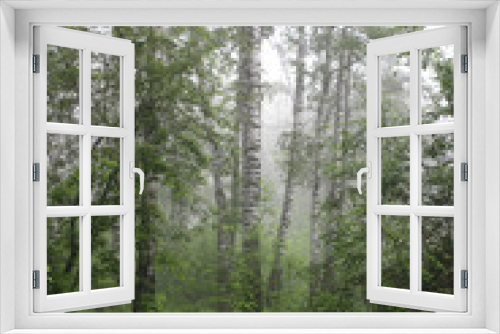 Fototapeta Naklejka Na Ścianę Okno 3D - early morning in the misty magic green forest covered with dew and haze among the trees
