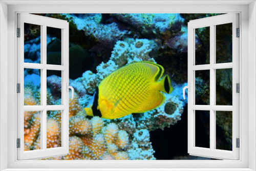 Fototapeta Naklejka Na Ścianę Okno 3D - The amazing and mysterious underwater world of Indonesia, North Sulawesi, Bunaken Island, coral fish