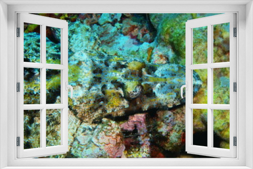Fototapeta Naklejka Na Ścianę Okno 3D - The amazing and mysterious underwater world of Indonesia, North Sulawesi, Bunaken Island, flathead