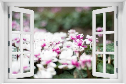 Fototapeta Naklejka Na Ścianę Okno 3D - Flower