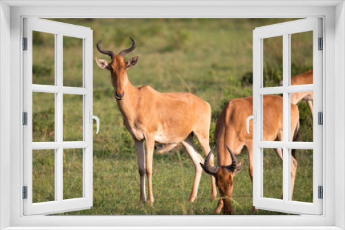 Fototapeta Naklejka Na Ścianę Okno 3D - Some antelopes in the grass landscape of Kenya