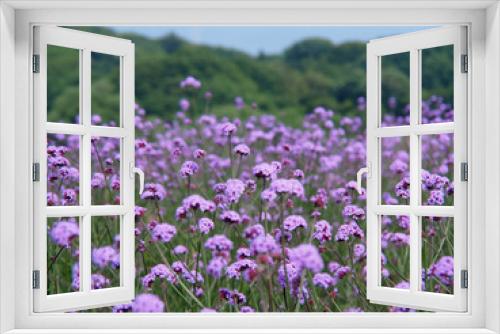 Fototapeta Naklejka Na Ścianę Okno 3D - 紫の花畑