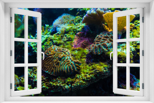 Fototapeta Naklejka Na Ścianę Okno 3D - Golden carp fish swim in fresh water in the aquarium.