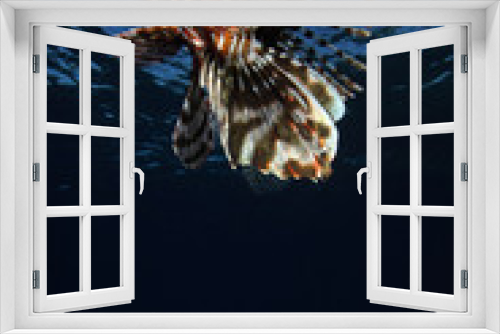 Fototapeta Naklejka Na Ścianę Okno 3D - Pterois miles EG-329