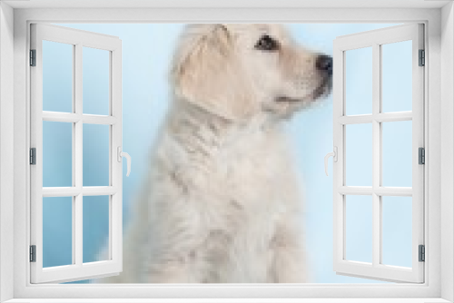 Fototapeta Naklejka Na Ścianę Okno 3D - Funny small dog