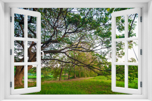 Fototapeta Naklejka Na Ścianę Okno 3D - Green meadow in city public park sunset with tree