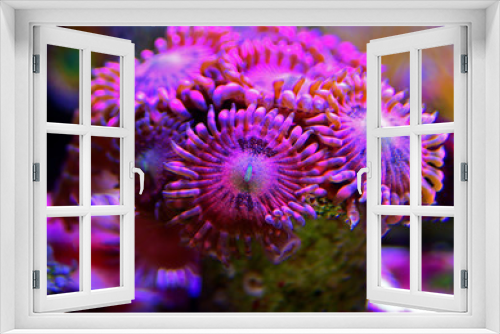Fototapeta Naklejka Na Ścianę Okno 3D - Macro shot on rose pink Stardust zoanthus polyps colony 