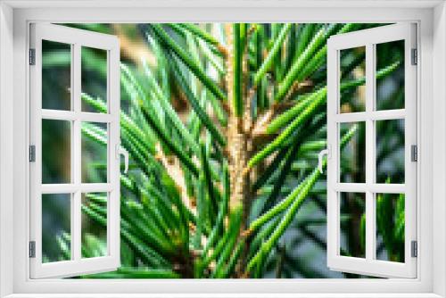 Fototapeta Naklejka Na Ścianę Okno 3D - Norway spruce leaves macro shot.