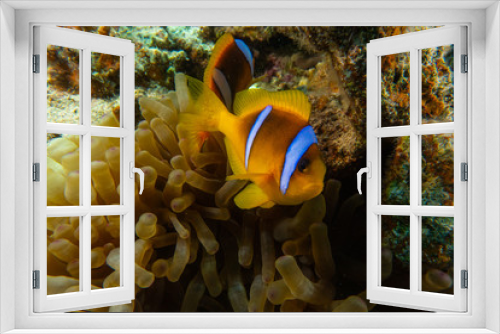 Fototapeta Naklejka Na Ścianę Okno 3D - Clownfish in the Red Sea Colorful and beautiful, Eilat Israel