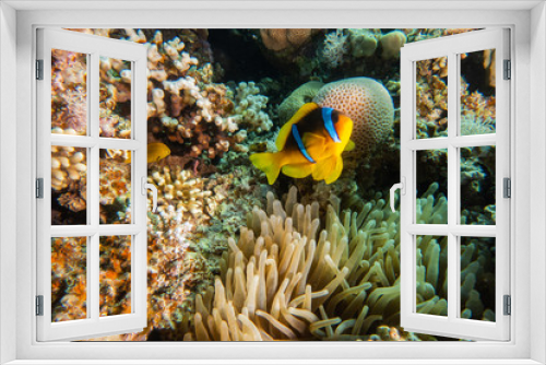 Fototapeta Naklejka Na Ścianę Okno 3D - Clownfish in the Red Sea Colorful and beautiful, Eilat Israel