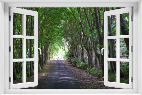 Fototapeta Naklejka Na Ścianę Okno 3D - Túnel de árvores
