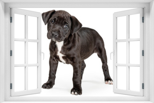 Fototapeta Naklejka Na Ścianę Okno 3D - Black and white mixed Pit Bull Terrier Puppy