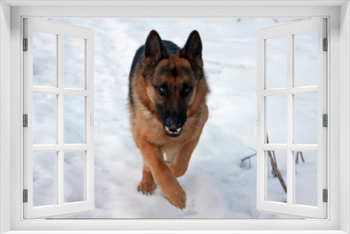 Fototapeta Naklejka Na Ścianę Okno 3D - dog in the snow