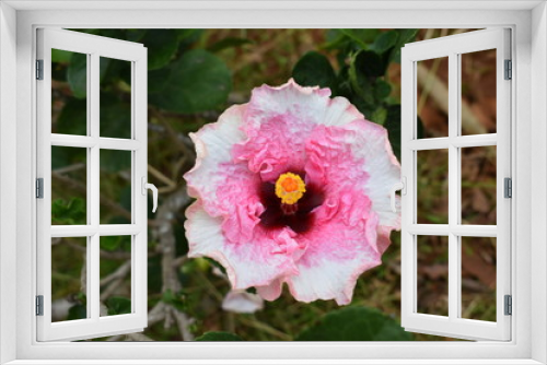 Fototapeta Naklejka Na Ścianę Okno 3D - poppy flower pink white and yellow