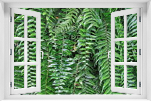 Fototapeta Naklejka Na Ścianę Okno 3D - The green trees