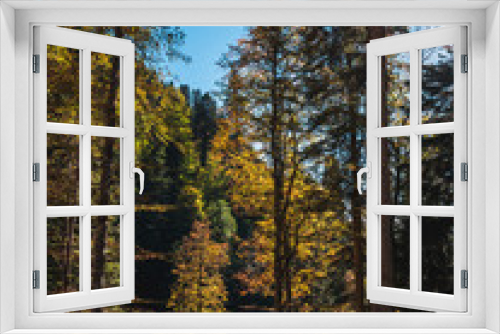 Fototapeta Naklejka Na Ścianę Okno 3D - Tall colorful yellow and green autumn trees growing in mountain forest on bright sunny day with blue sky