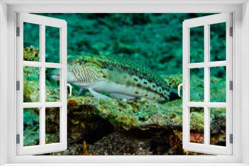 Fototapeta Naklejka Na Ścianę Okno 3D - Frogfish in the Red Sea Colorful and beautiful, Eilat Israel