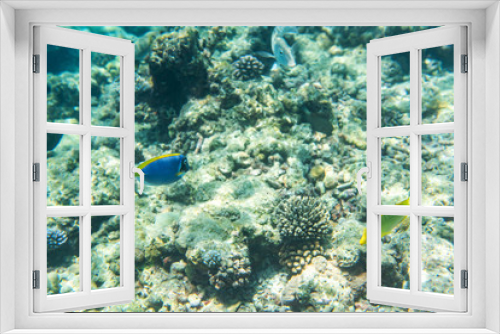 Fototapeta Naklejka Na Ścianę Okno 3D - colorful fishes and corals, underwater life in Maldives, snorkeling and diving in exotic destination