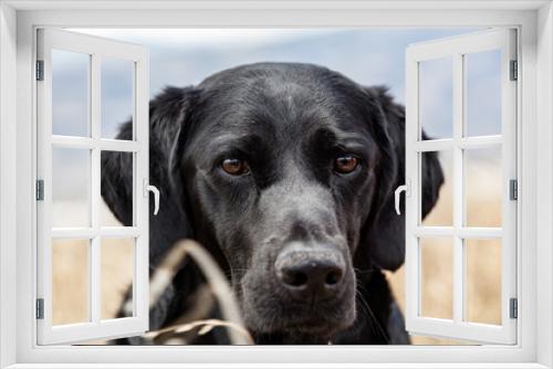 Fototapeta Naklejka Na Ścianę Okno 3D -  Black labrador retriever