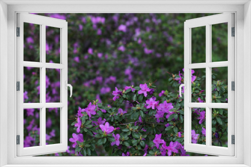Fototapeta Naklejka Na Ścianę Okno 3D - Pink and purple blossom flowers with green background.