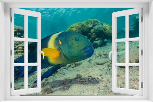 Fototapeta Naklejka Na Ścianę Okno 3D - Fish swim in the Red Sea, colorful fish, Eilat Israel