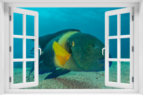 Fototapeta Naklejka Na Ścianę Okno 3D - Fish swim in the Red Sea, colorful fish, Eilat Israel