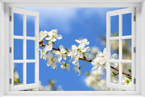 Fototapeta Naklejka Na Ścianę Okno 3D - Weiße Kirschblüten vor blauen Hintergrund