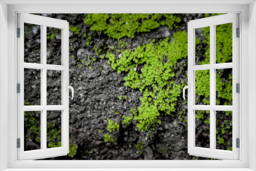 Fototapeta Naklejka Na Ścianę Okno 3D - Green moss on ground