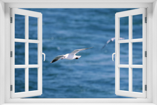Fototapeta Naklejka Na Ścianę Okno 3D - Black Headed Gulls Flying