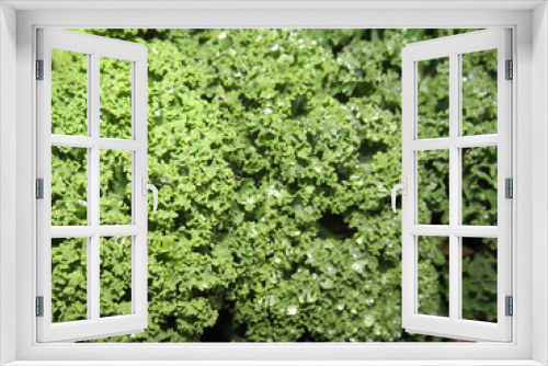 Fototapeta Naklejka Na Ścianę Okno 3D - Water drop Kale
