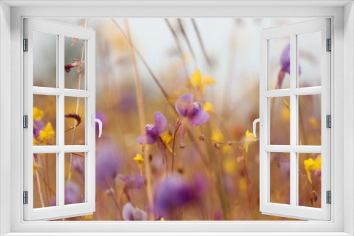 Fototapeta Naklejka Na Ścianę Okno 3D - yellow purple flowers