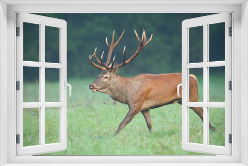 Fototapeta Naklejka Na Ścianę Okno 3D - Wild red deer, cervus elaphus, stag running fast along meadow early in the morning with mist in background. Dynamic action wildlife scene with animal sprinting.