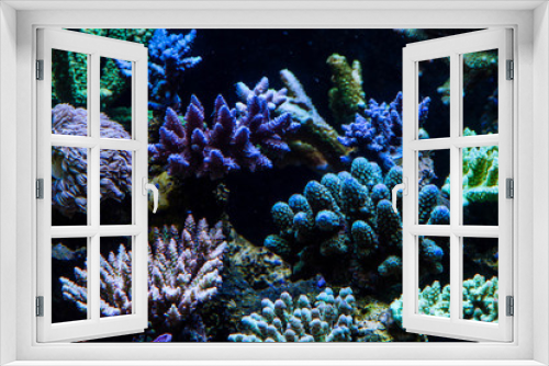 Fototapeta Naklejka Na Ścianę Okno 3D - Short Polyp Stony Coral (SPS)