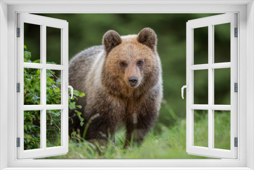Fototapeta Naklejka Na Ścianę Okno 3D - Fluffy young brown bear, ursus arctos in summer. Cute wild animal staring at the camera. Wildlife scenery from nature.