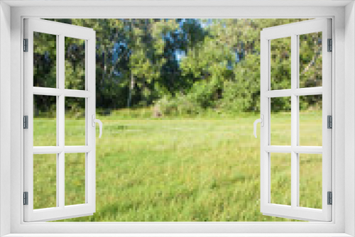 Fototapeta Naklejka Na Ścianę Okno 3D - Rural scene with a green field, grass, trees and sky on background