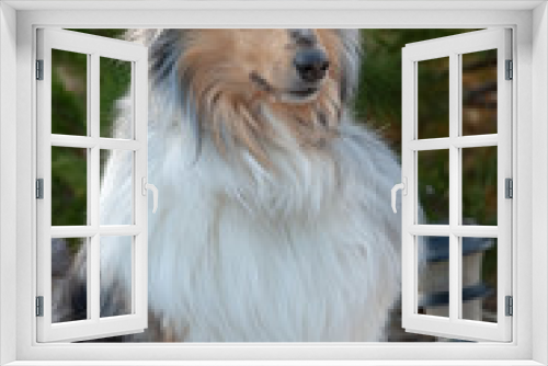 Fototapeta Naklejka Na Ścianę Okno 3D - collie dog posing