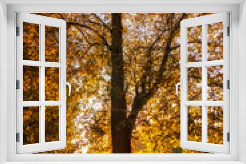 Fototapeta Naklejka Na Ścianę Okno 3D - Trees with fallen colored leaves in an autumn park during a sunset.