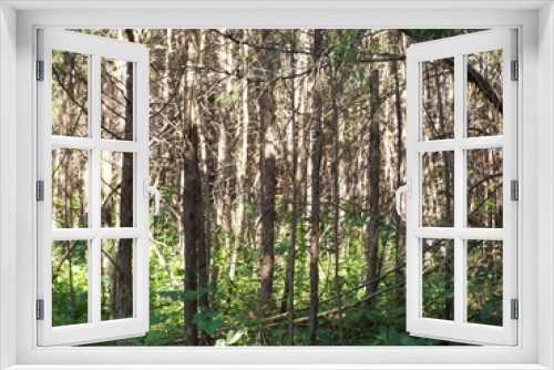 Fototapeta Naklejka Na Ścianę Okno 3D - Virgin Forest