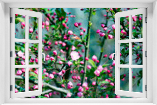 Fototapeta Naklejka Na Ścianę Okno 3D - Begonia flowers