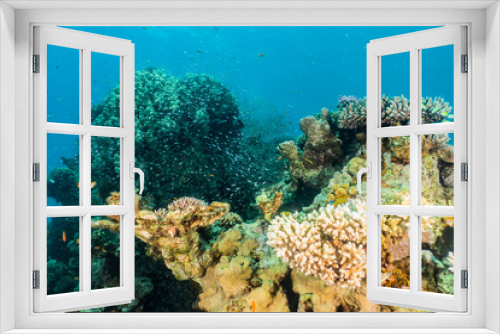 Fototapeta Naklejka Na Ścianę Okno 3D - Coral reefs and water plants in the Red Sea, Eilat Israel
