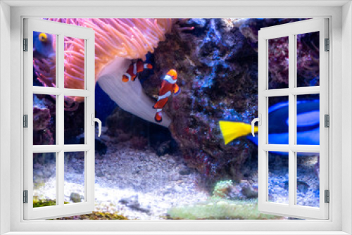 Fototapeta Naklejka Na Ścianę Okno 3D - dory, blue tang, aquarium, blue, red, orange, yellow, black, pink