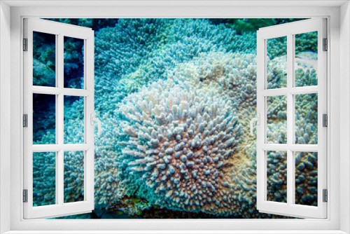 Fototapeta Naklejka Na Ścianę Okno 3D - Corals at the bottom of the sea. 