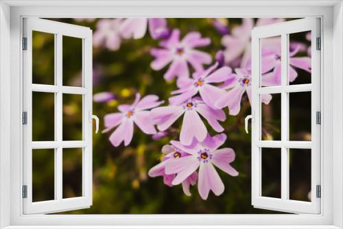 Fototapeta Naklejka Na Ścianę Okno 3D - Spring Flowers in the Garden