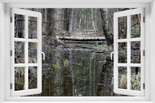 Fototapeta Naklejka Na Ścianę Okno 3D - wetland in the forest, reflection in the water