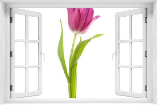 Fototapeta Naklejka Na Ścianę Okno 3D - lilac tulip flower head isolated on white