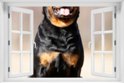 Fototapeta Naklejka Na Ścianę Okno 3D - Portrait of a dog