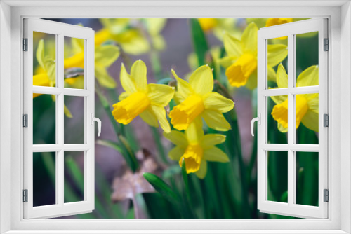 Fototapeta Naklejka Na Ścianę Okno 3D - Close-up of yellow daffodil flowers in the spring time
